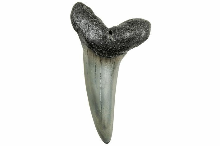 Fossil Shortfin Mako Shark Tooth - South Carolina #321929